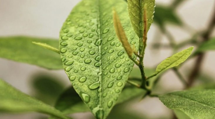 Unlocking Sustainability: The Role of FSC and PEFC Certifications in Promoting Responsible Resource Management